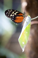 Butterfly Farm Costa Rica