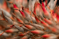 Botanic Gardens Durban