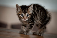 Ruth's Cat