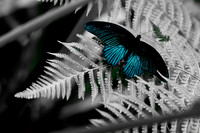 Malaysian Butterflies