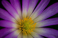 Wolfson Gardens
