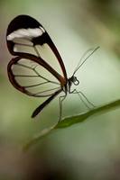 PMB Butterfly Farm